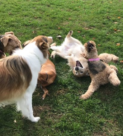 Dogs Playing At Fetch Dog Park