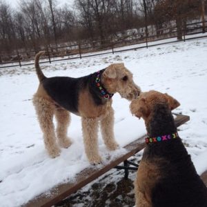Hildi and Rosie the Airedales