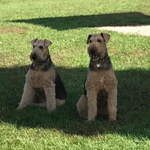 Hildi and Rosie the Airedales