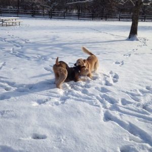 Dogs playing at Fetch Dog Park in Vermilion County Illinois