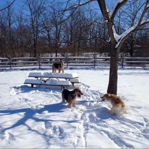 Dogs playing at Fetch Dog Park in Vermilion County Illinois
