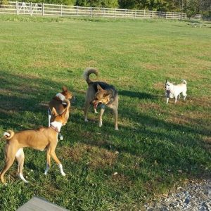Dogs of Fetch Dog Park in Danville Illinois