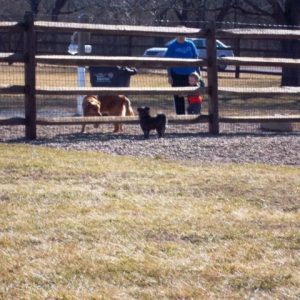 Dogs of Fetch Dog Park in Danville Illinois