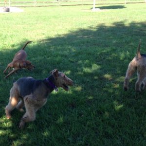 Dogs of Fetch Dog Park